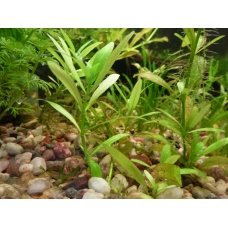 Hygrophila polysperma 